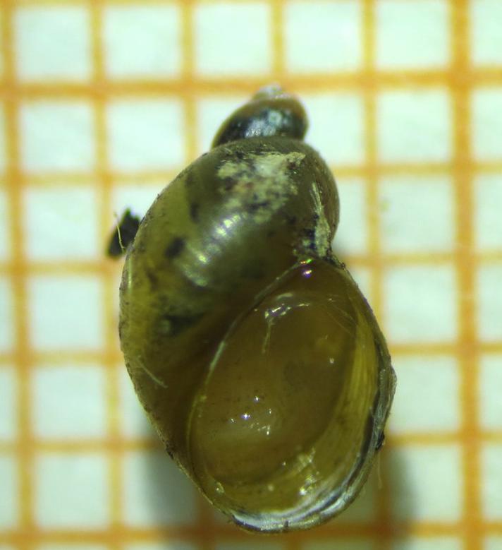 Lille Ravsnegl (Succinella oblonga)
