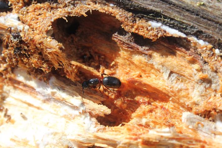 Herkulesmyre (Camponotus herculeanus)