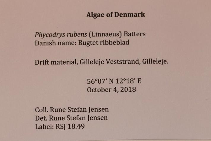 Bugtet Ribbeblad (Phycodrys rubens)
