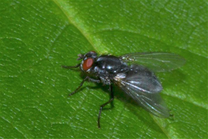 Polietes domitor (Polietes domitor)