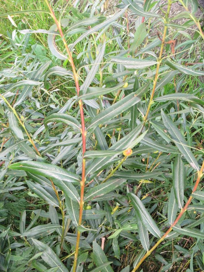 Purpur-Pil (Salix purpurea)