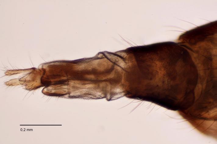 Anthomyza gracilis