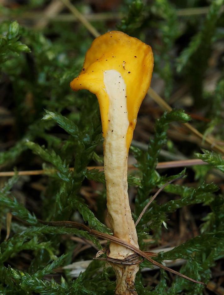 Gul Spatelsvamp (Spathularia flavida)