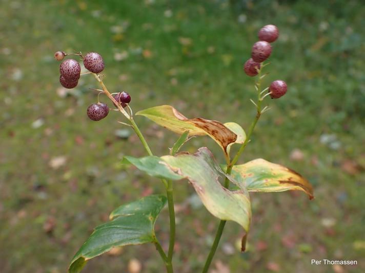 Majblomst (Maianthemum bifolium)