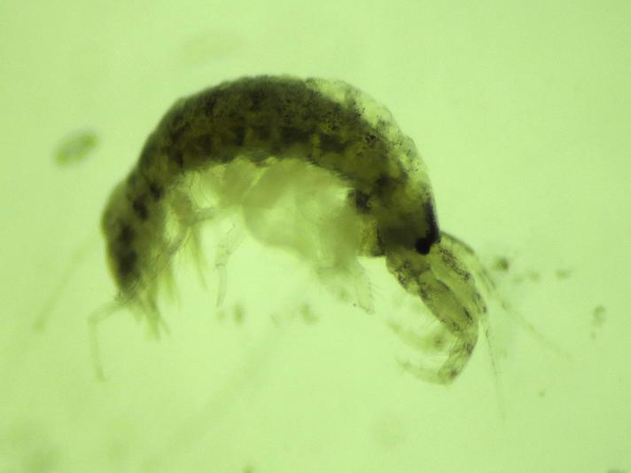 Rørbyggende Slikkrebs (Monocorophium insidiosum)