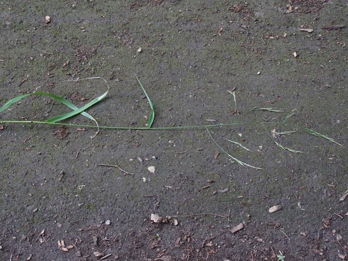 Kæmpe-Svingel (Festuca gigantea)