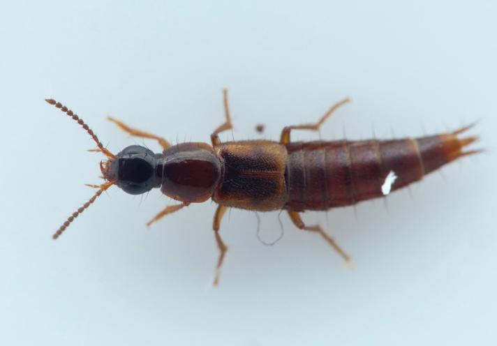 Quedius suturalis