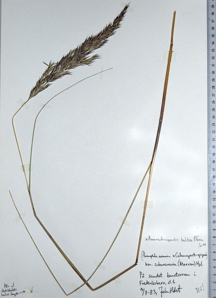 Ammophila arenaria x Calamagrostis epigeios nm. subarenaria (Ammophila arenaria x Calamagrostis epigeios nm. subarenaria)