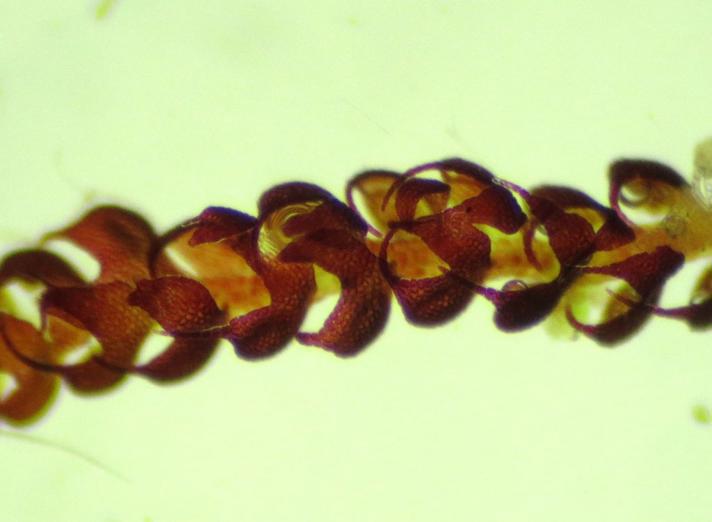 Krumbladet Stødmos (Nowellia curvifolia)