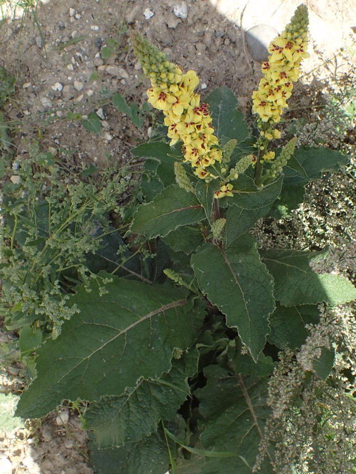 Verbascum densiflorum x nigrum (Verbascum densiflorum x nigrum)