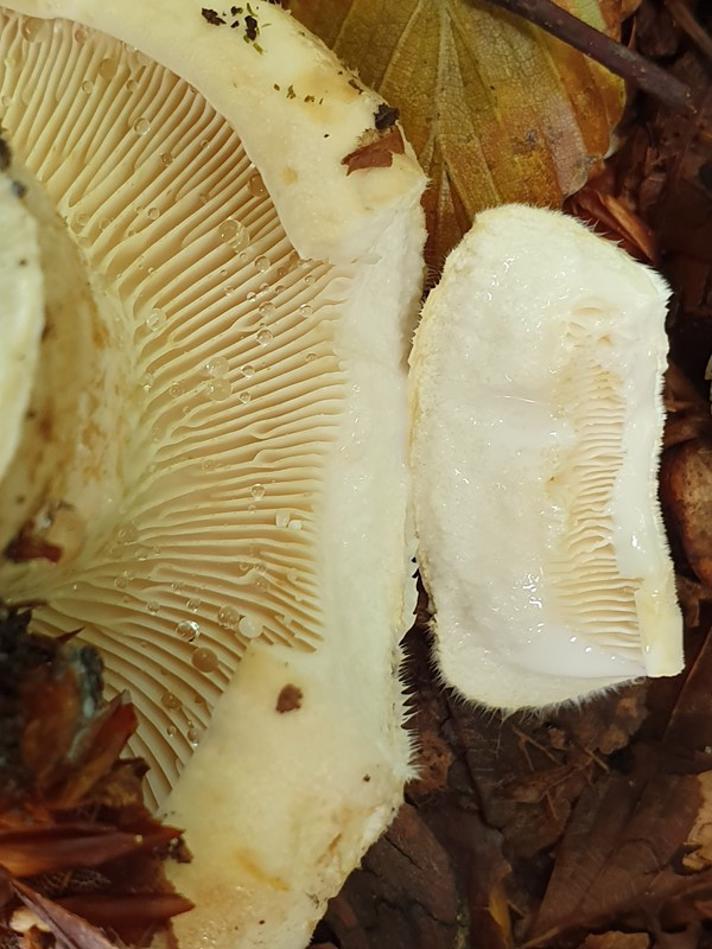 Blødfiltet Mælkehat (Lactarius bertillonii)