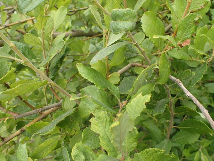 Selje- x Grå-Pil (Salix caprea x cinerea ssp. cinerea)