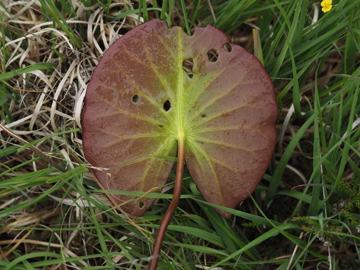 Liden Nøkkerose (Nymphaea alba ssp. candida)