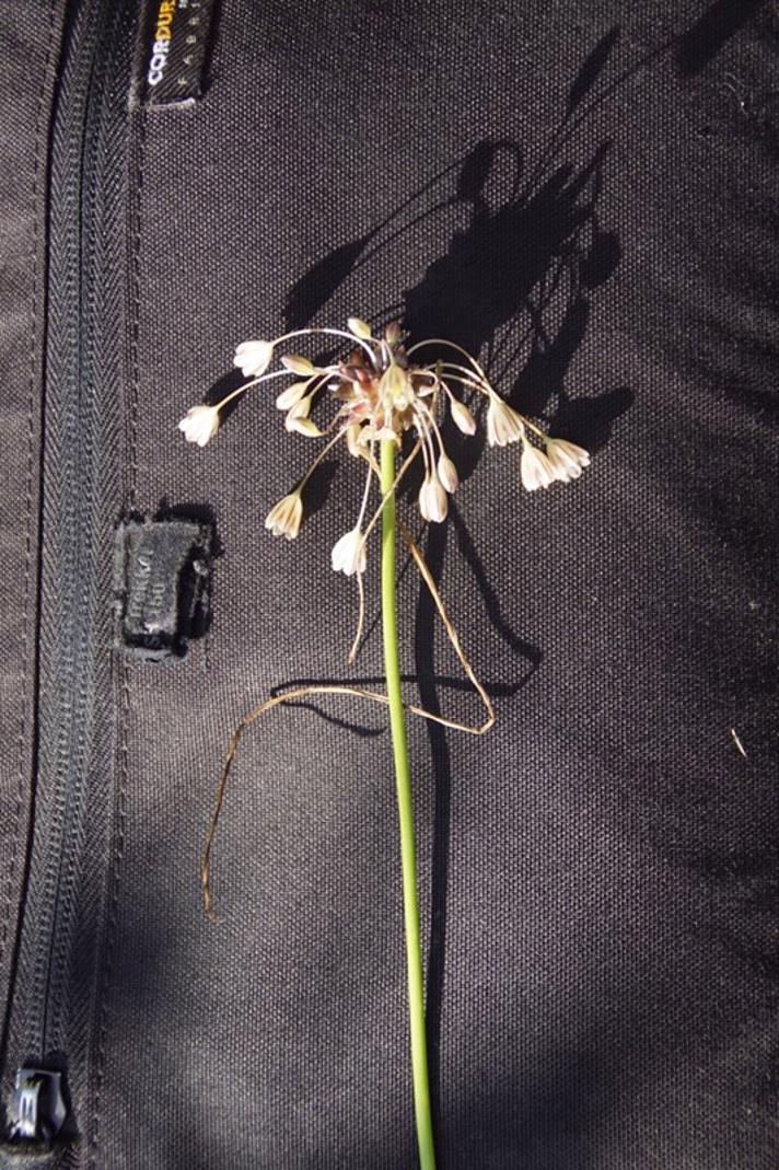 Vild Løg (Allium oleraceum)