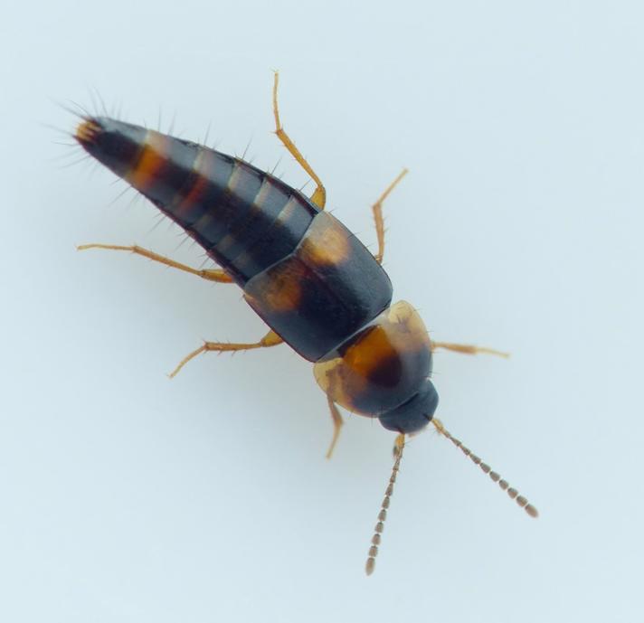 Tachyporus transversalis (Tachyporus transversalis)