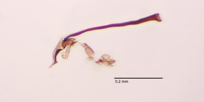 Liriomyza congesta (Liriomyza congesta)