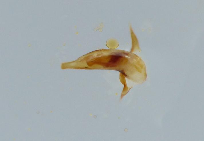 Markgrotteløber (Trechus quadristriatus)