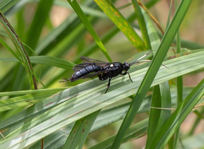 Amblyjoppa proteus