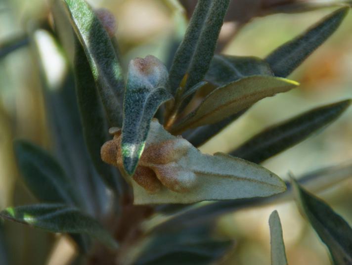 Havtorngalmide (Aceria hippophaena)