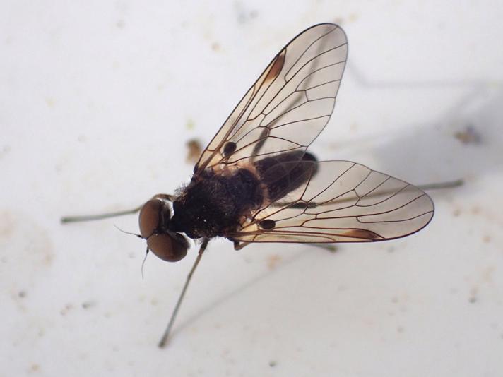 Gulhåret Sneppeflue (Chrysopilus cristatus)