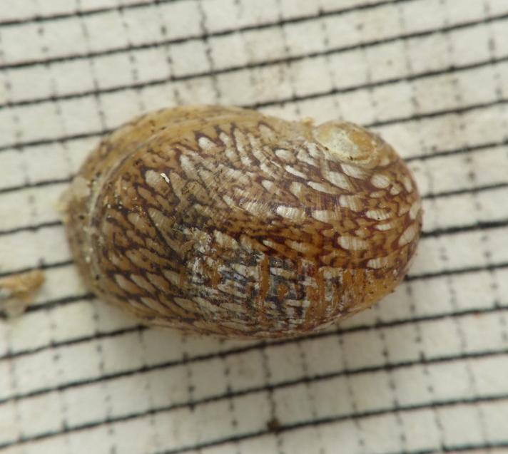 Flodnerit (Theodoxus fluviatilis)