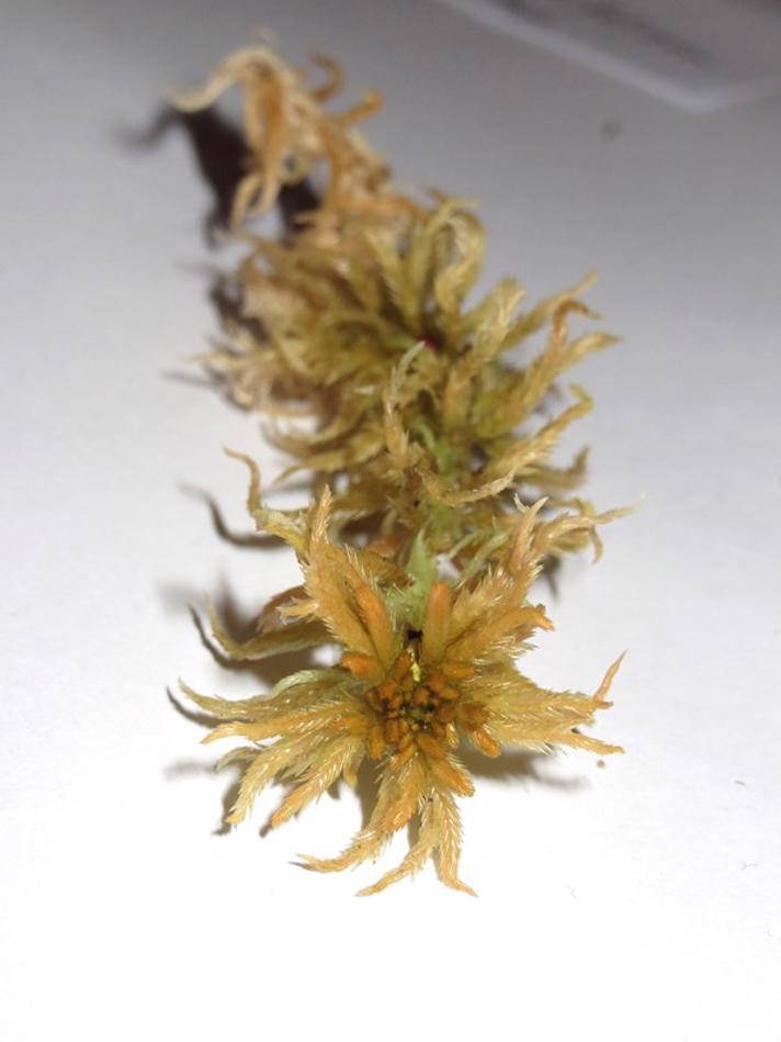 Sphagnum brevifolium