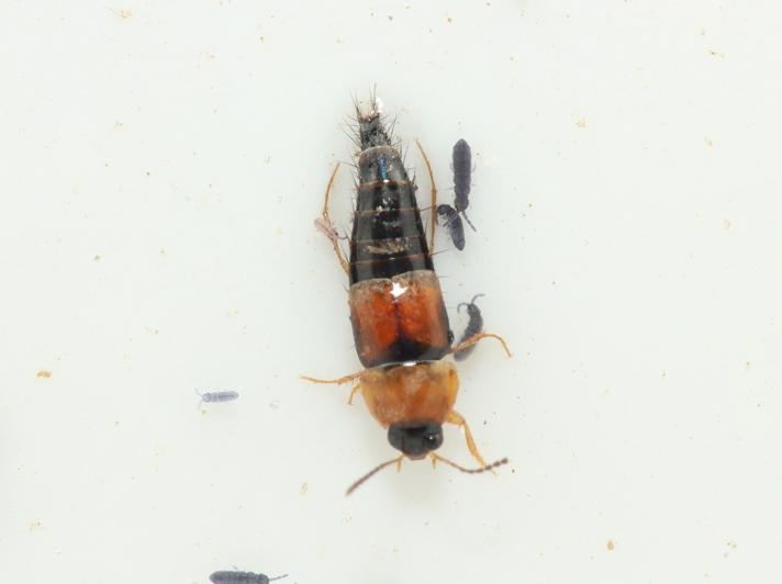 Tachyporus chrysomelinus/dispar (Tachyporus chrysomelinus/dispar)