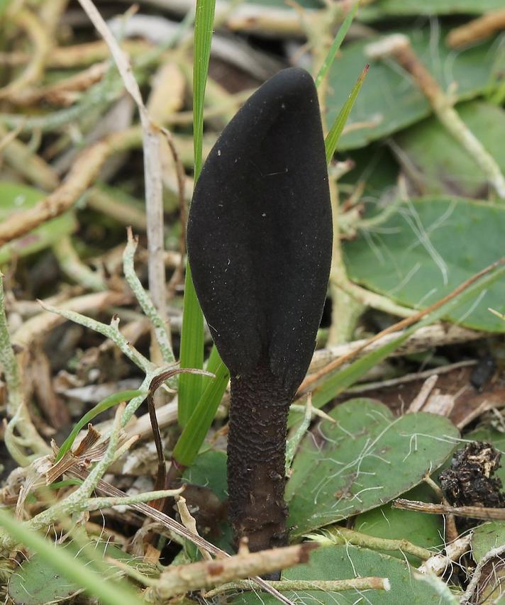 Småsporet Jordtunge (Geoglossum elongatum)