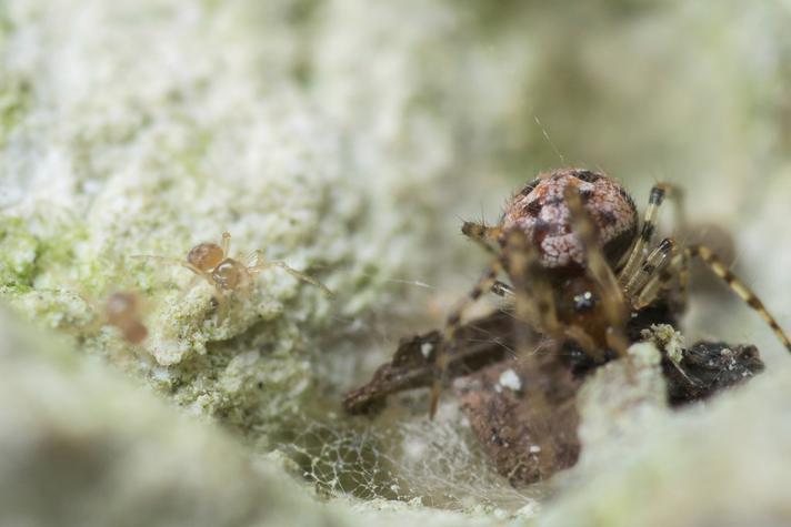 Theridion hannoniae