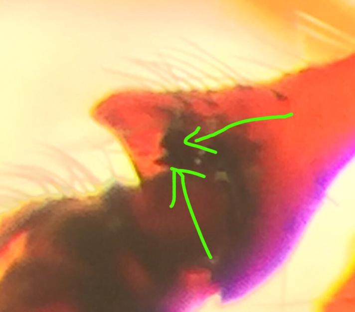 Sort Dværgedderkop (Erigone longipalpis)