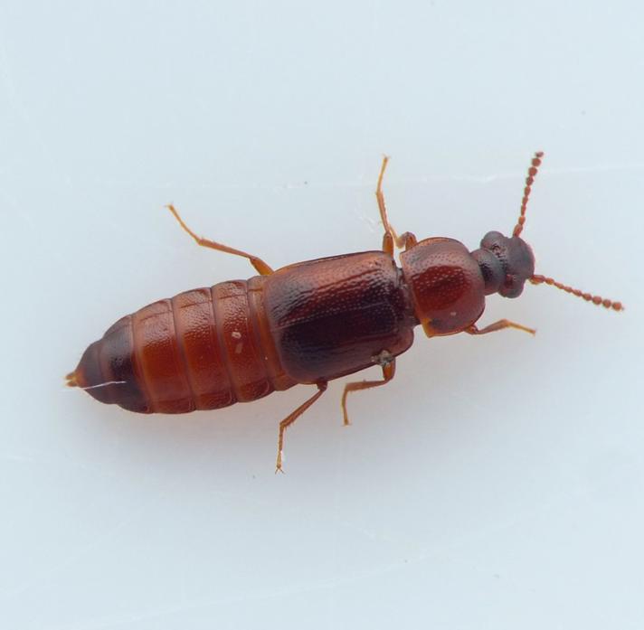 Phyllodrepa melanocephala (Phyllodrepa melanocephala)