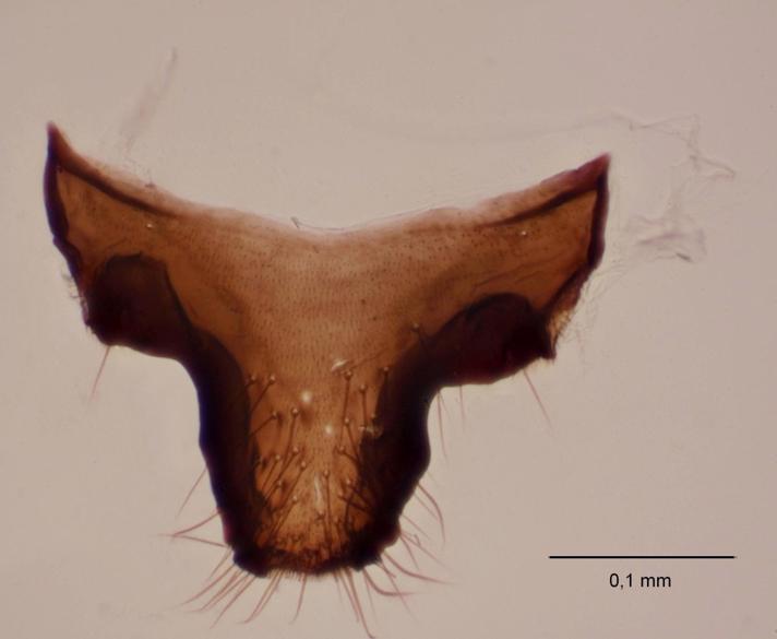 Colobostema nigripenne (Colobostema nigripenne)