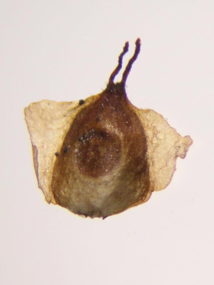 Lille Birkefrøgalmyg (Semudobia betulae)