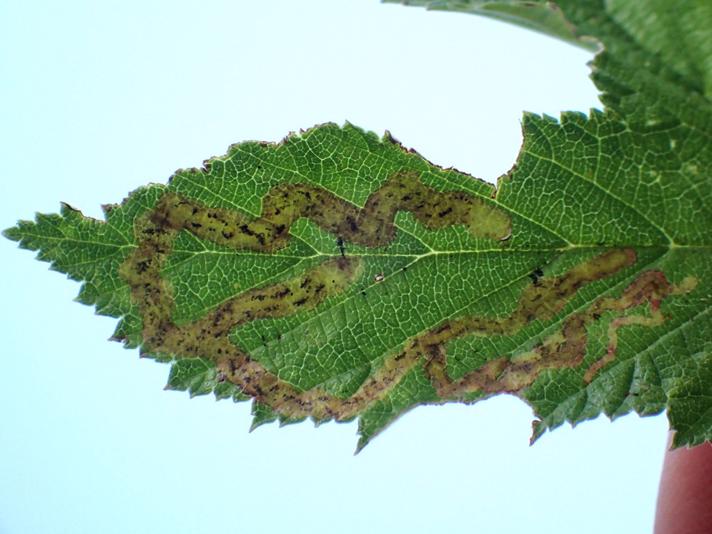 Agromyza filipendulae (Agromyza filipendulae)