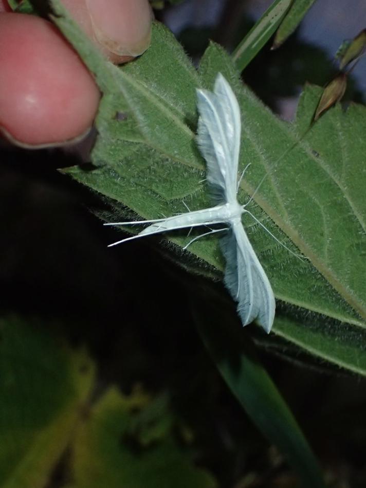 Hvidt Fjermøl (Pterophorus pentadactyla)