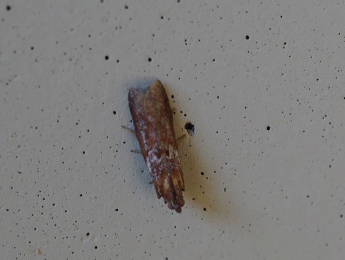 Kastaniebrunt Halvmøl (Selagia spadicella)