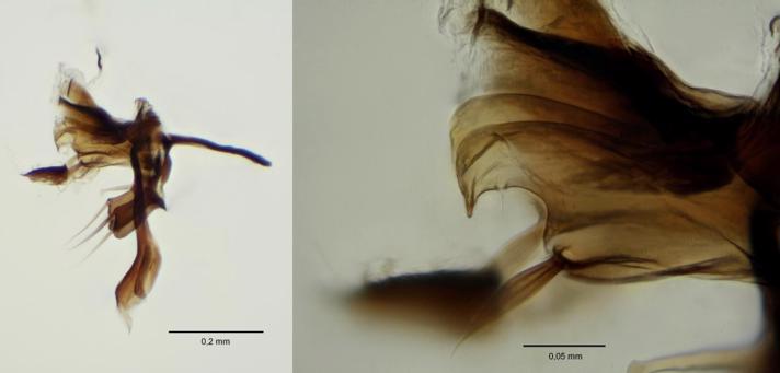 Anthomyia procellaris (Anthomyia procellaris)