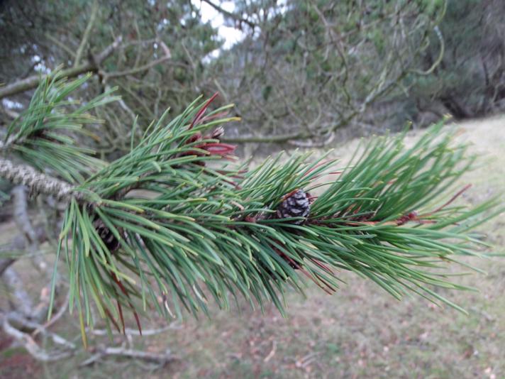Klit-Fyr (Pinus contorta)