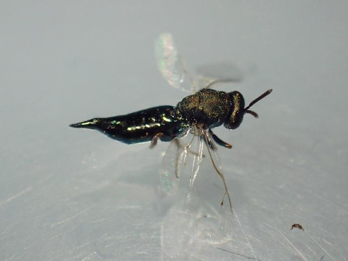 Pteromalus elevatus (Pteromalus elevatus)