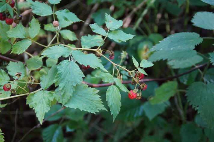 Hindbær (Rubus idaeus)