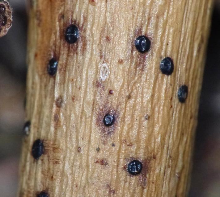 Plagiostoma salicellum (Plagiostoma salicellum)