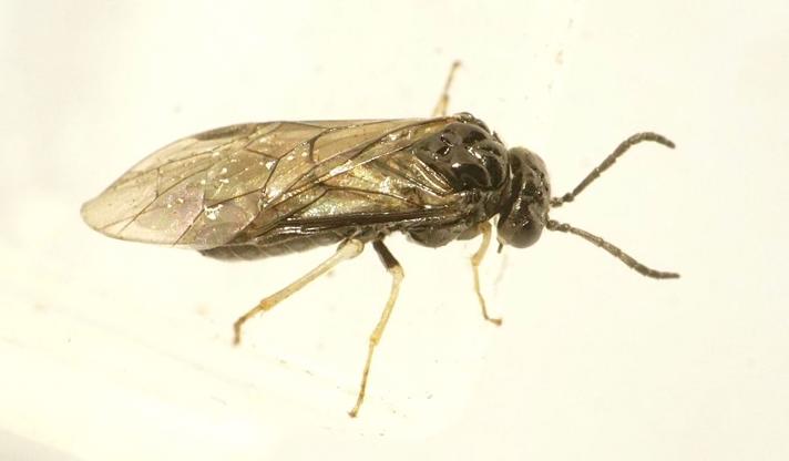 Monophadnus pallescens (Monophadnus pallescens)
