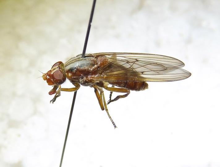Nyre-Træsaftsvirreflue (Brachyopa scutellaris)