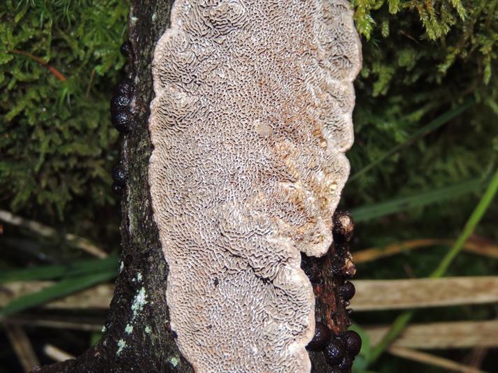 Blød Begporesvamp (Datronia mollis)