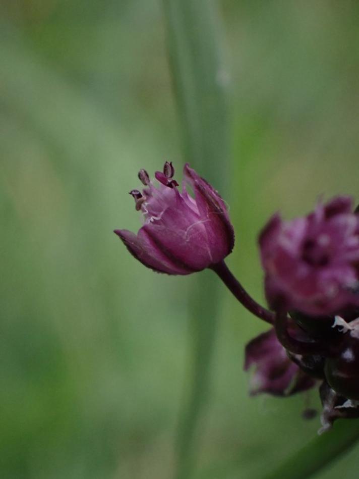 Skov-Løg (Allium scorodoprasum)