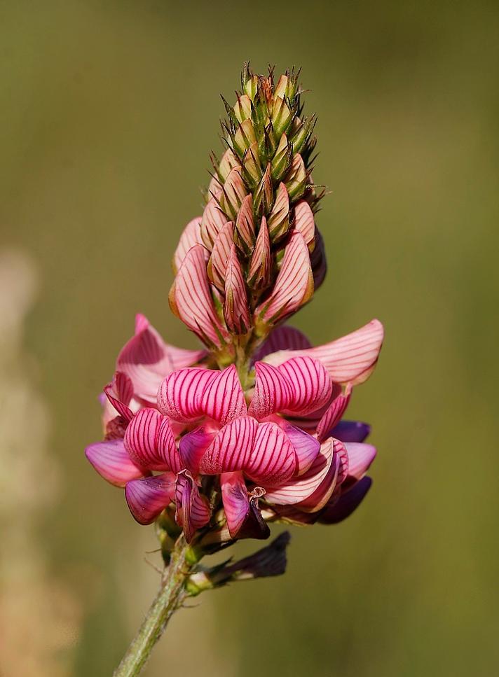 Foder-Esparsette (Onobrychis viciifolia)