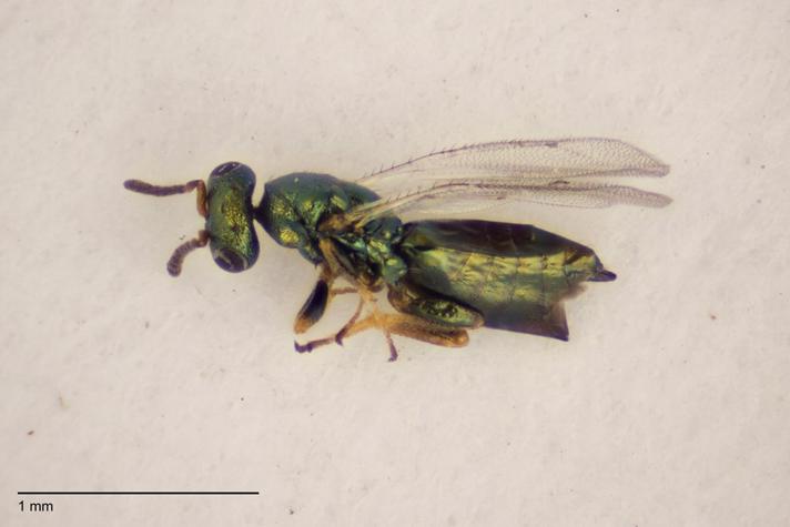Psilonotus achaeus (Psilonotus achaeus)