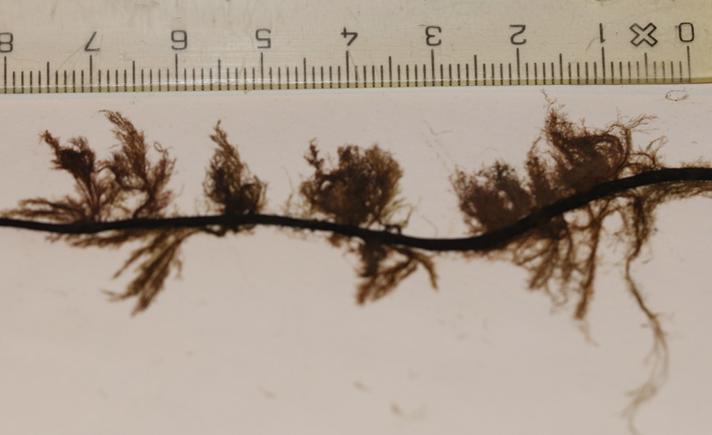 Almindelig Vatalge (Ectocarpus siliculosus)