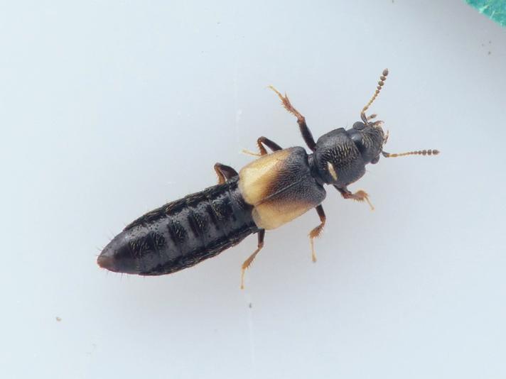 Bledius fergussoni (Bledius fergussoni)