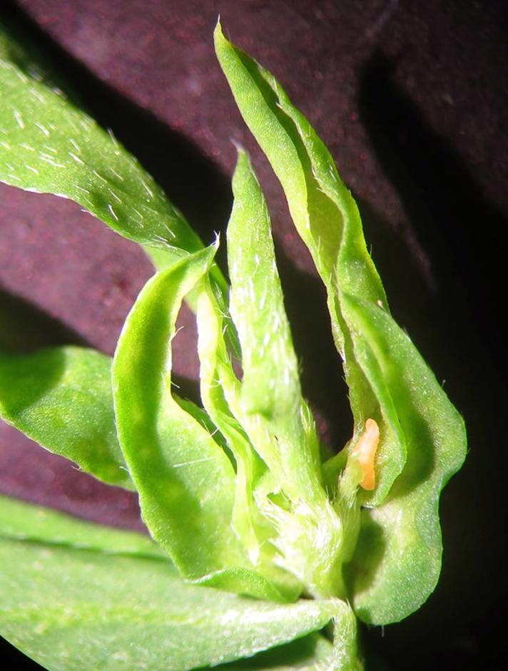 Jaapiella loticola (Jaapiella loticola)